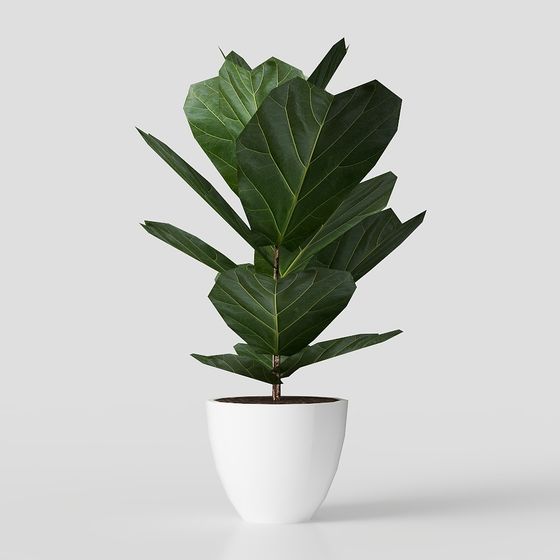 Indoor Green Plant 3D model