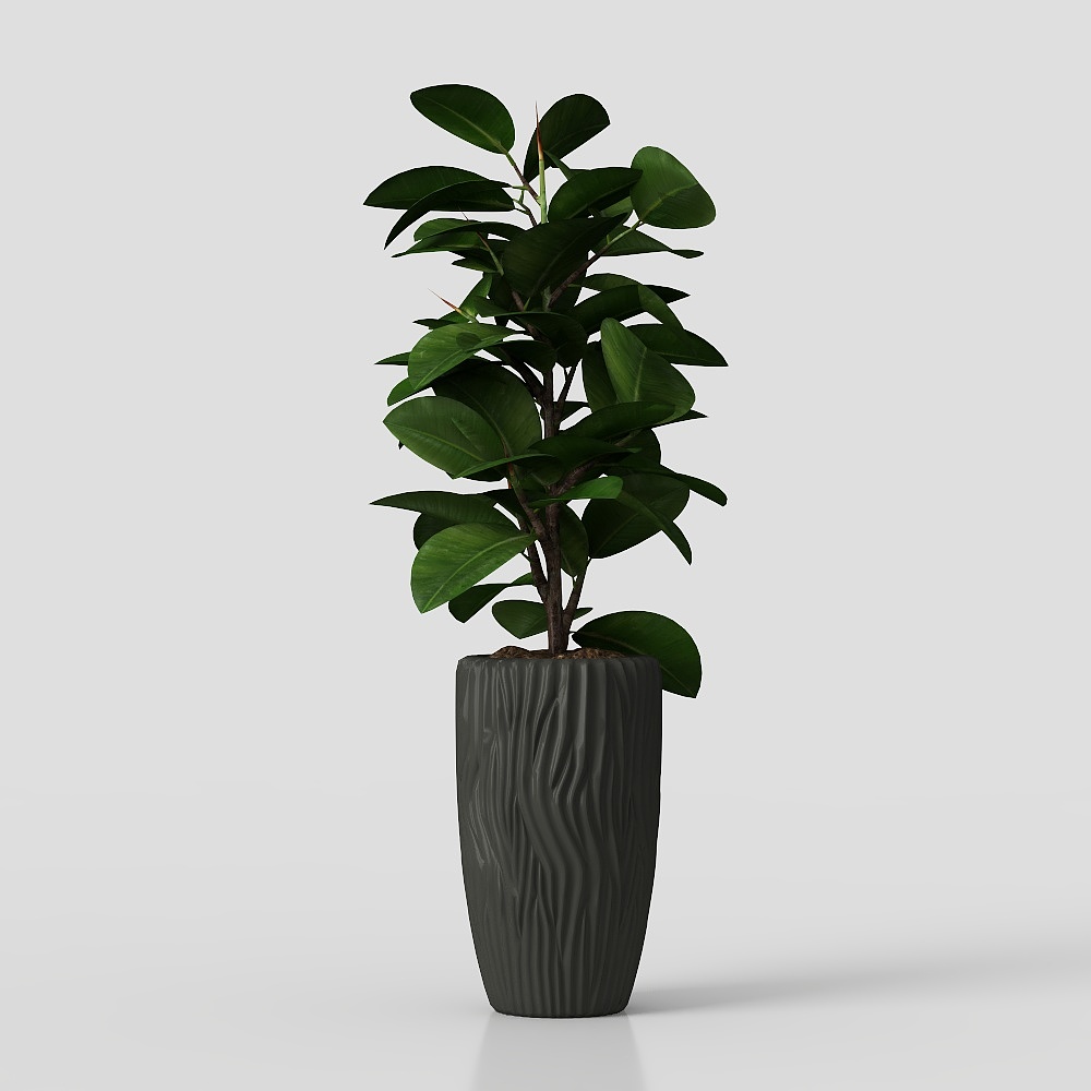 พืชในกระถาง