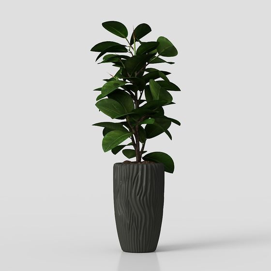 พืชในกระถาง