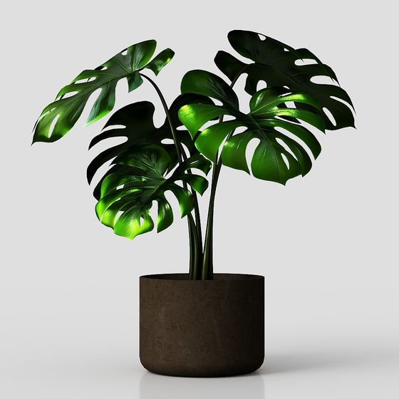 Realistic Monstera Deliciosa 3D Model for Creative Projects