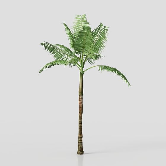 Tropical Coconut Tree 3D Model