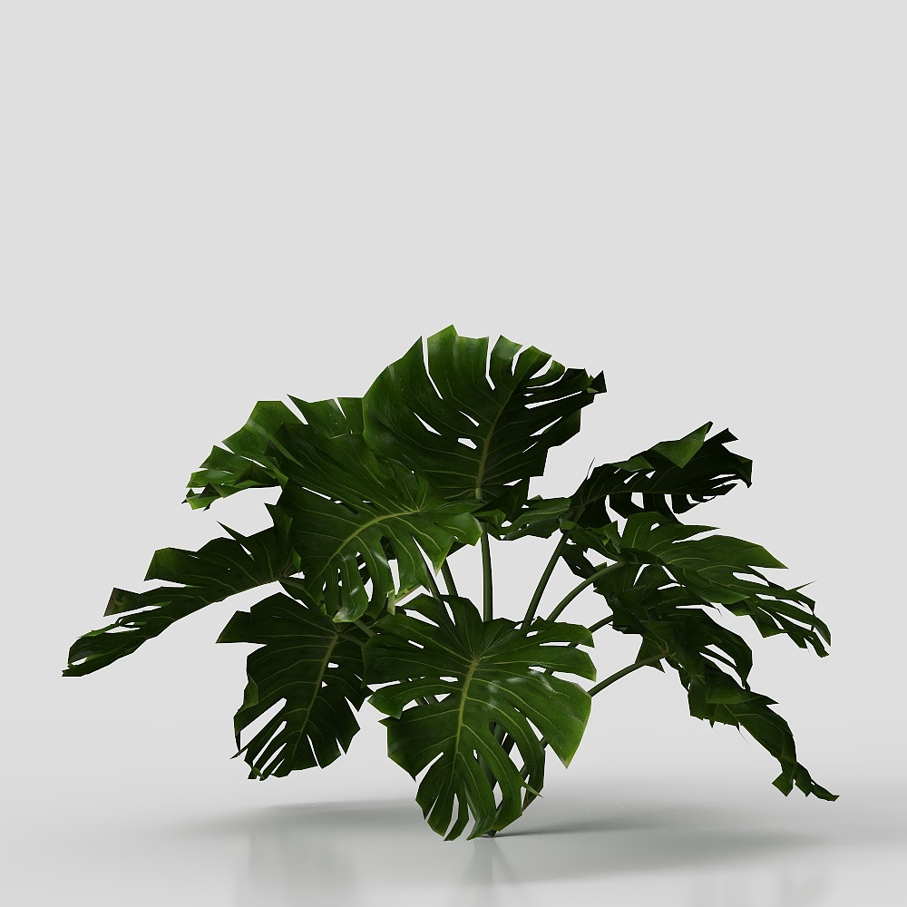 Monstera deliciosa, kích thước trung bình nhỏ
