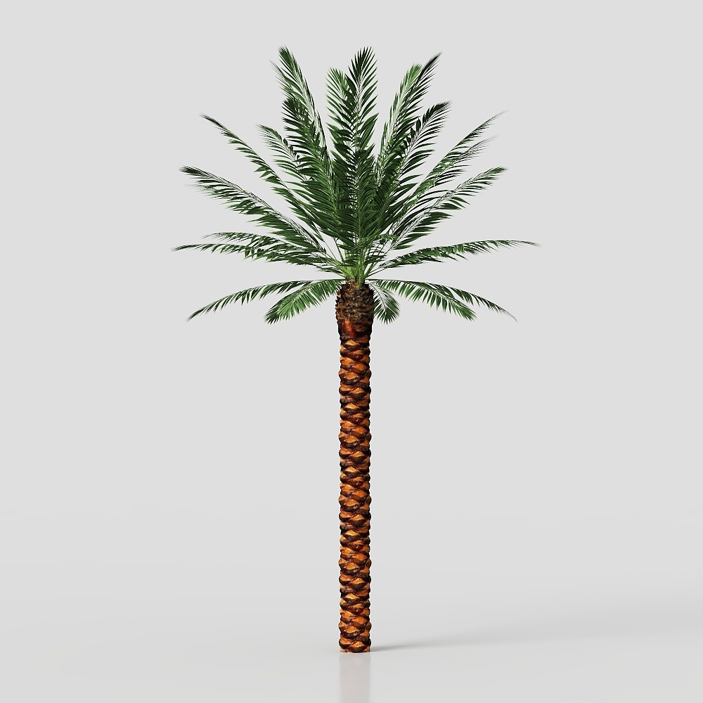 medjoolDatePalm