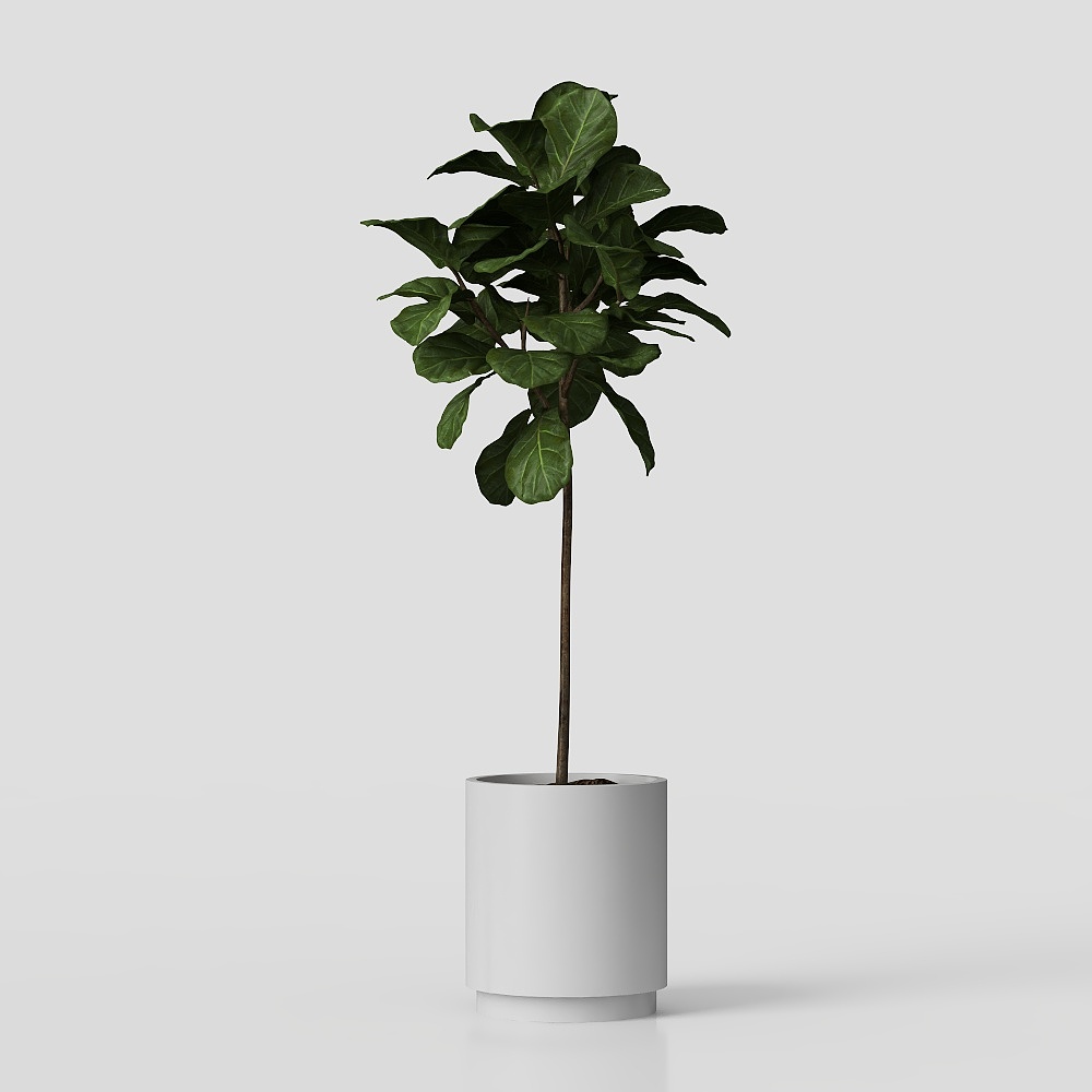 Pflanze Ficus Lyrata