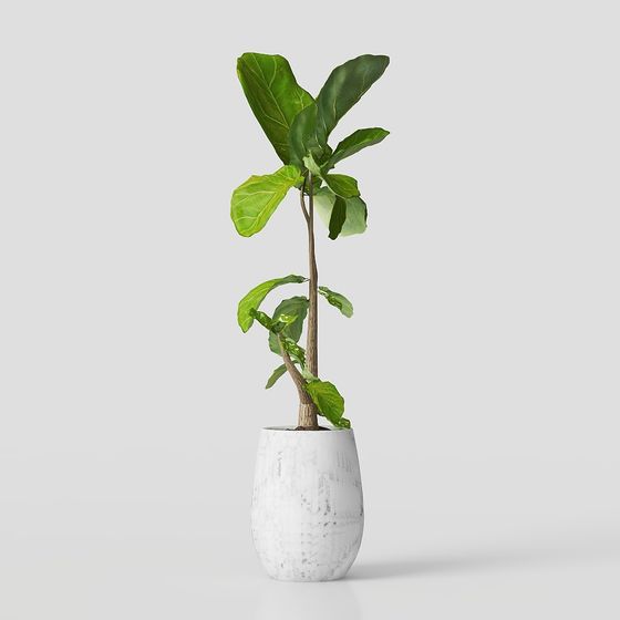 Fiddle Leaf Fig in Marble Pot 3D model for Creative Use