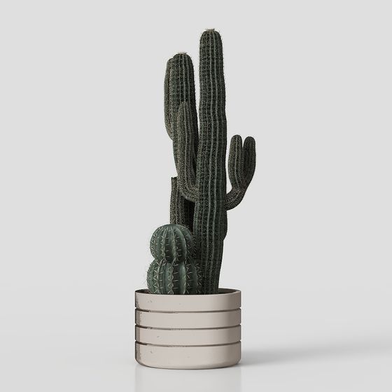 Low Poly Realistic Cactus 3D Model