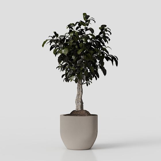 พืชเขียวและต้นไม้ในกระถาง