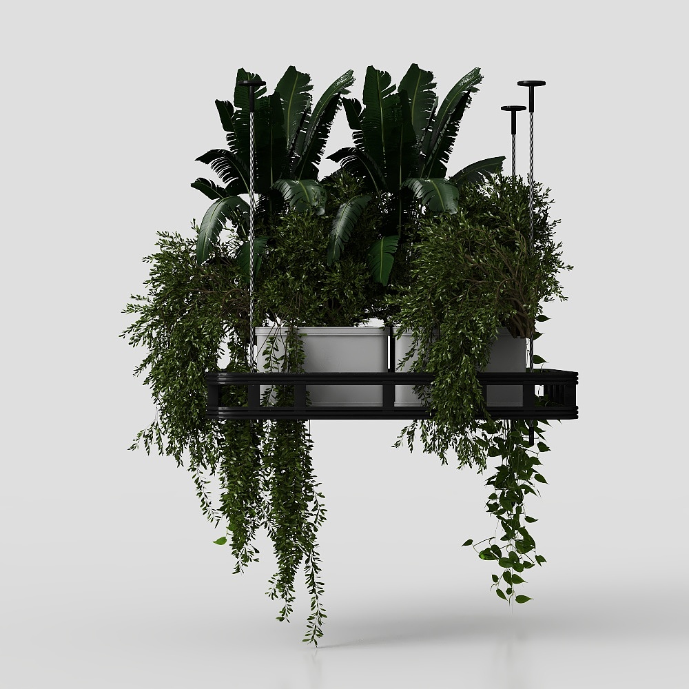 Hanging Plants