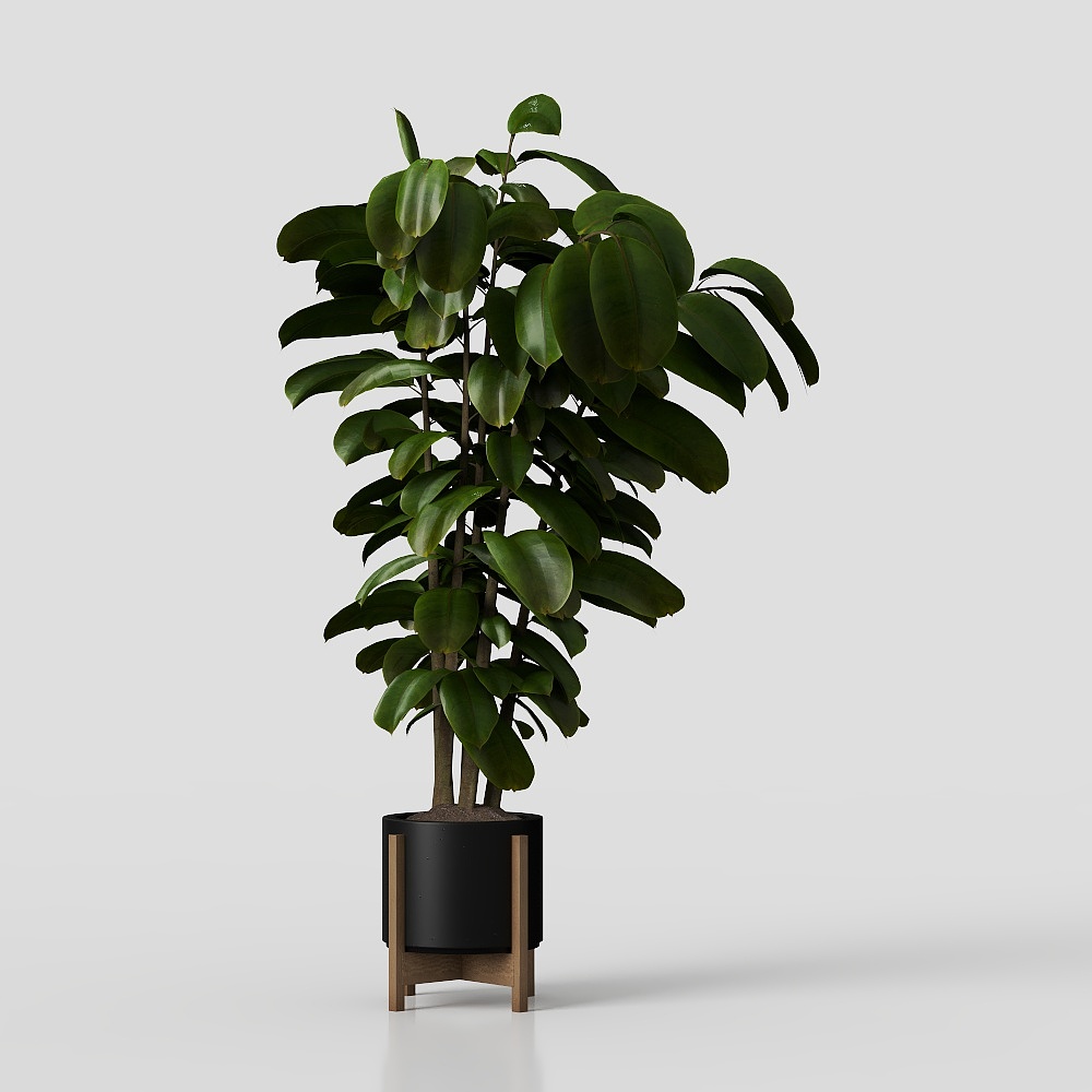 Grandi piante da interno