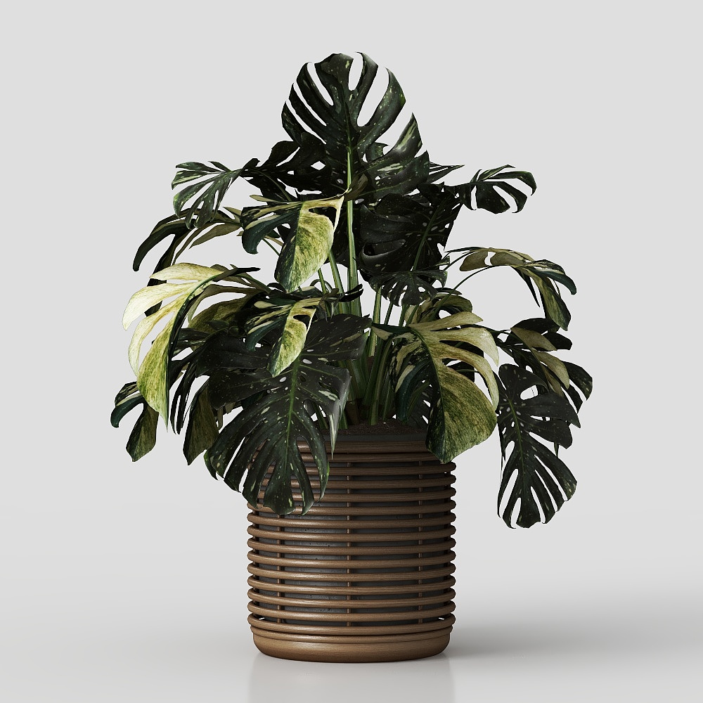 Large Indoor Plants