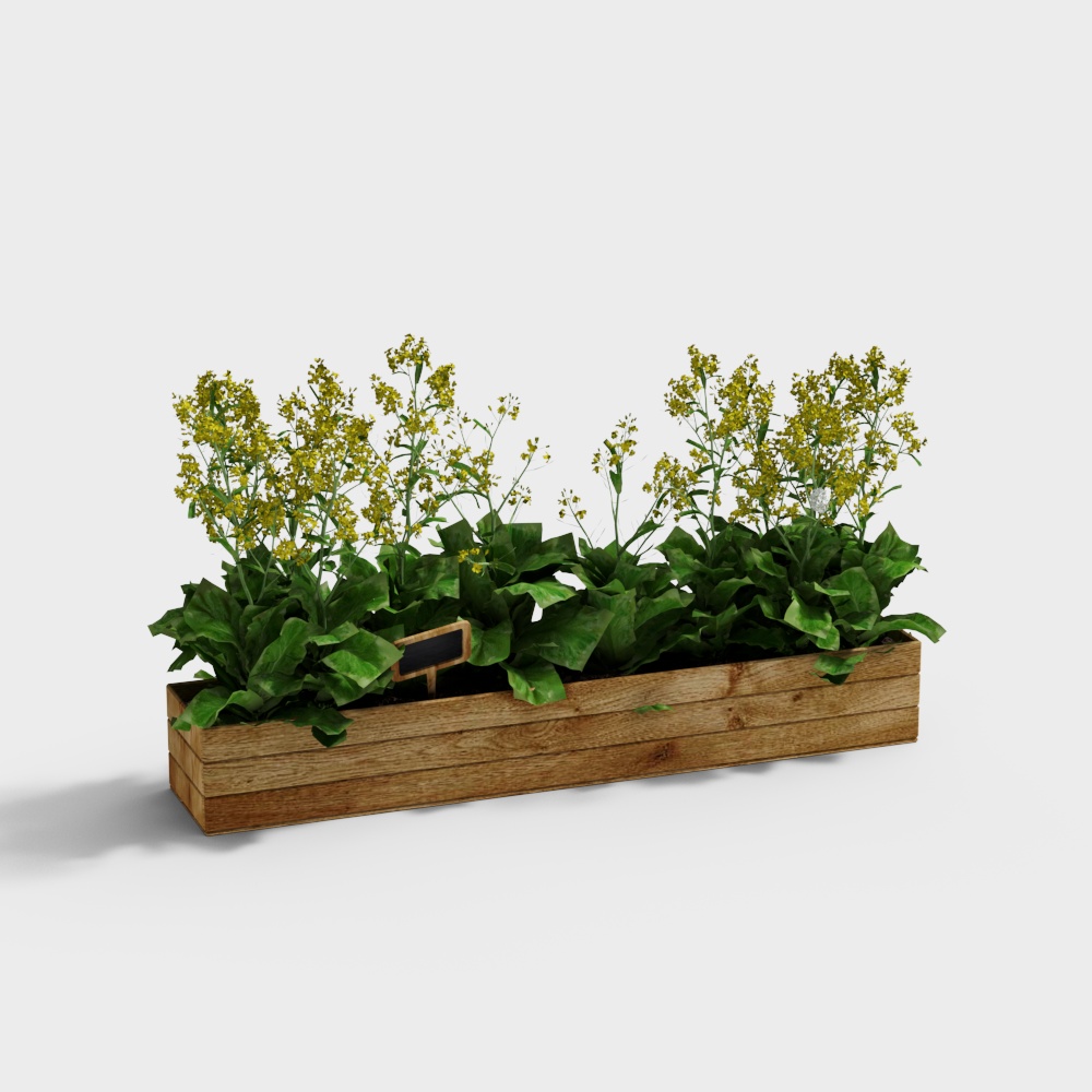 Rapeseed Flower Box