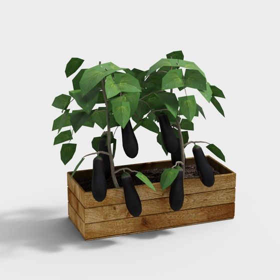 Urban Balcony Eggplant Potted Plant 3D Model
