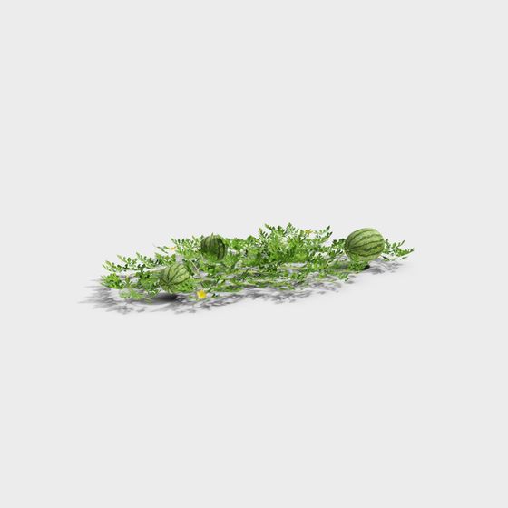 Realistic Watermelon Vine 3D Model