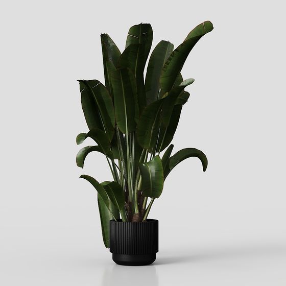 Tropical Banana Plant 3D Model for Creative Projects