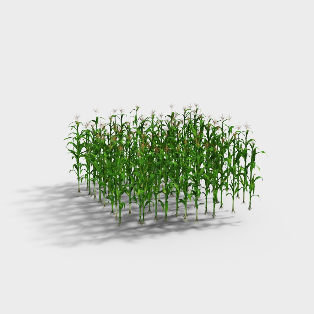 Flowering Corn Stalks