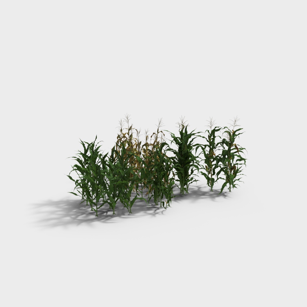 Realistic Low-Poly Corn Stalks 3D Model