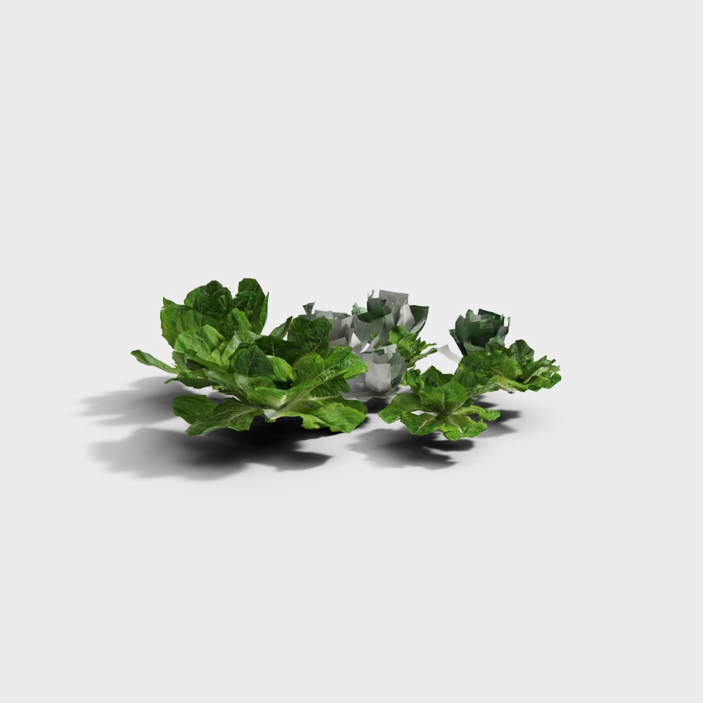 Crisp Green Lettuce 3D model