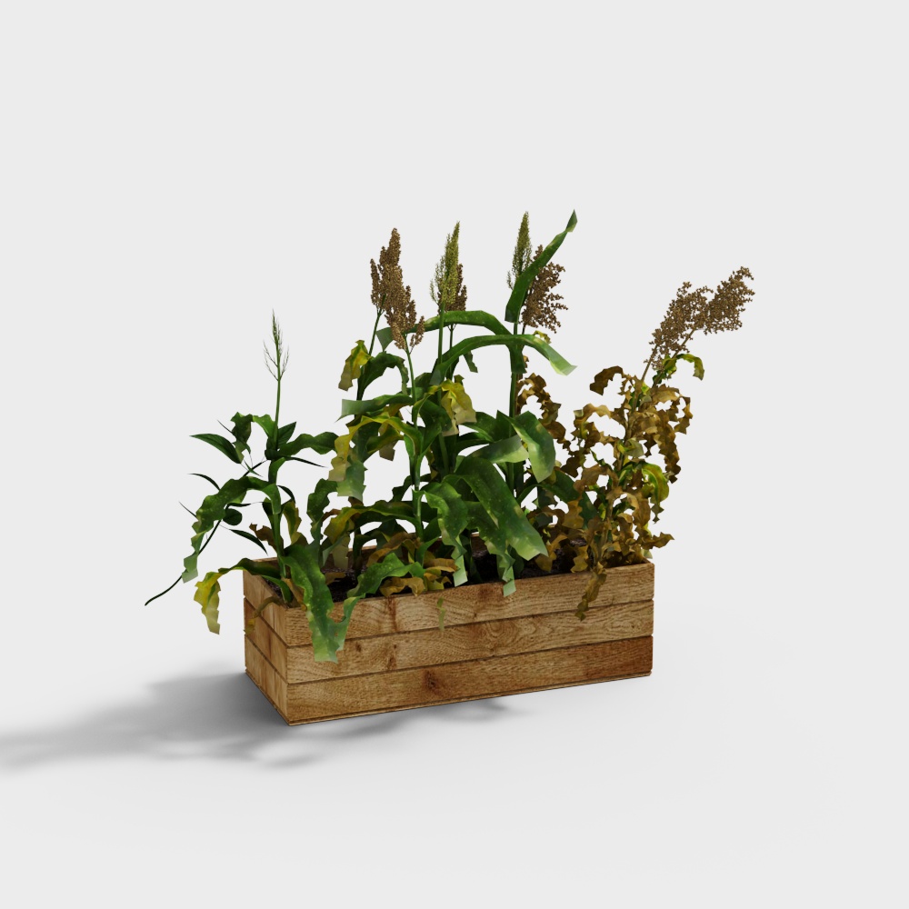 Sorghum Box