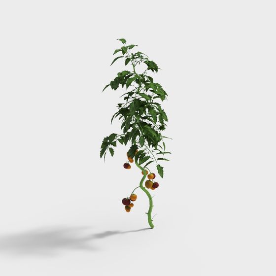 Growing Tomato Plant 3D model