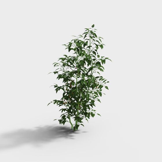 Detailed Tomato Plant 3D Model