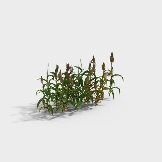 Vibrant Corn Plant 3D Model