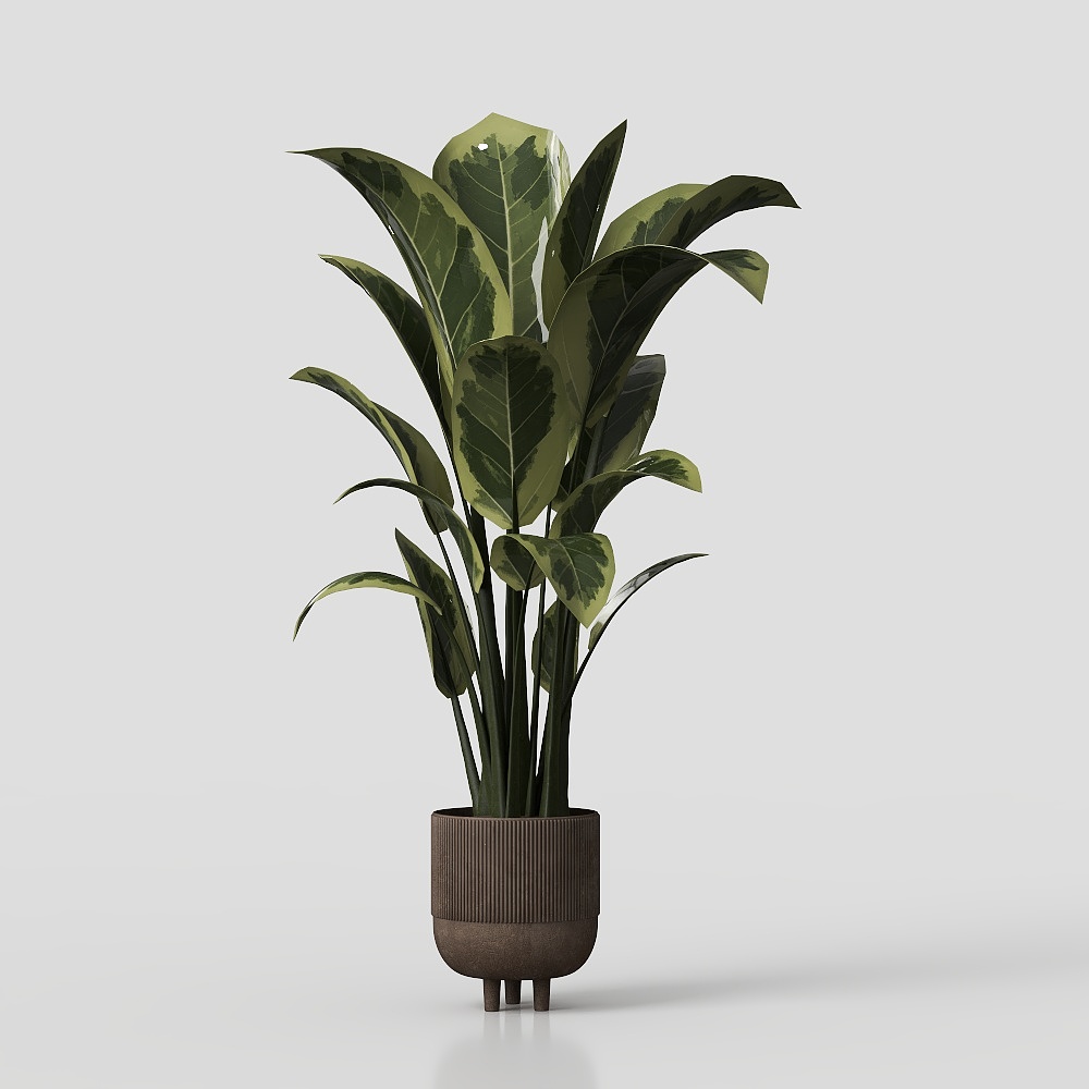 Potted Houseplants