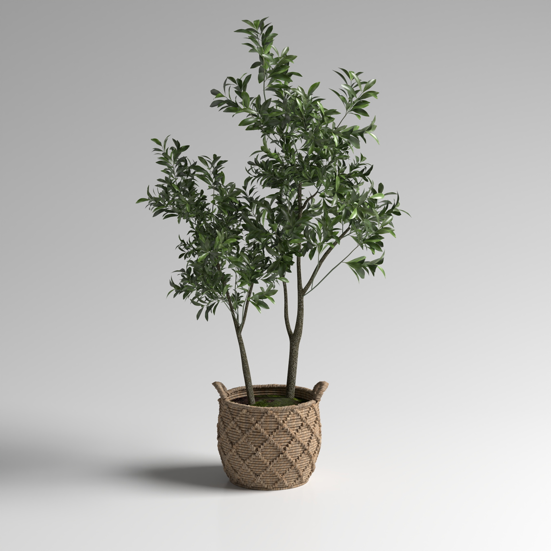 Potted Plant 2020-1-YJ