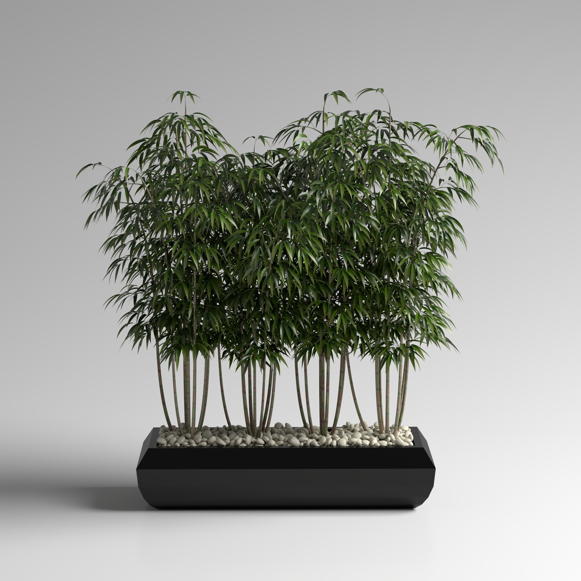 Bonsai with Bamboo Leaves