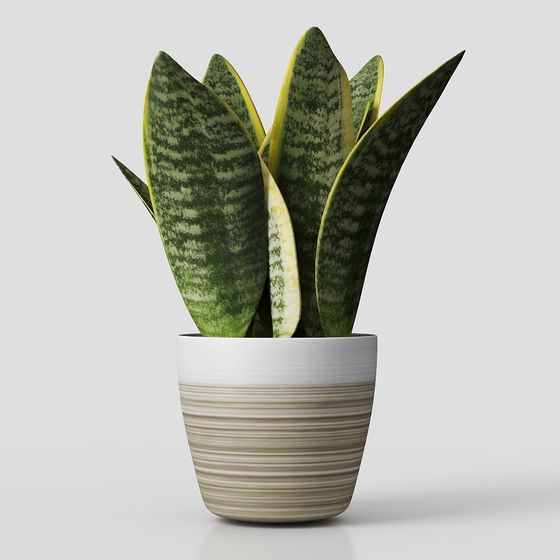 Sansevieria Plant in Pot 3D model