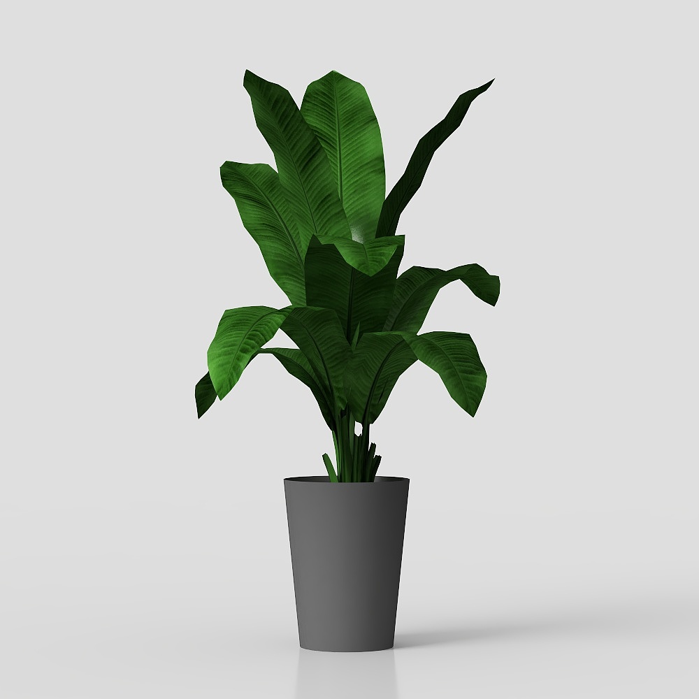 ต้นกล้วย