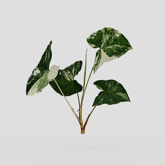 Stunning Variegated Plant 3D model for Creative Projects