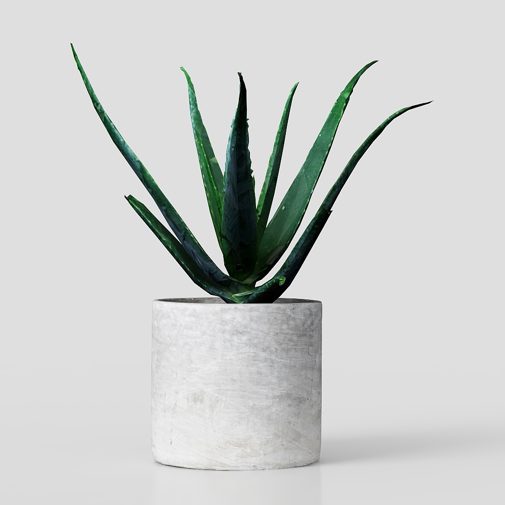 กระถางคอนกรีตสำหรับว่านหางจระเข้