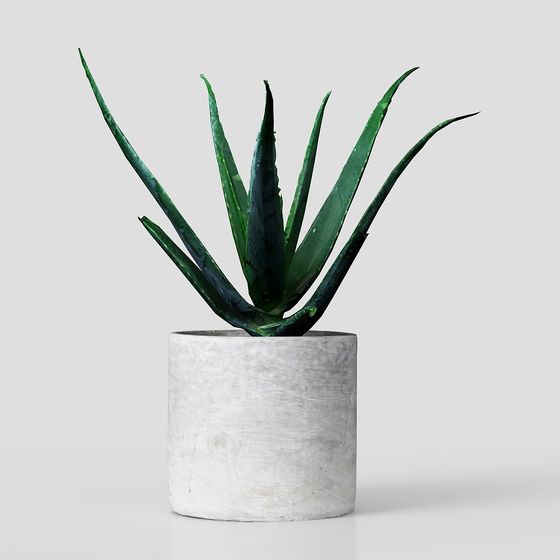 กระถางคอนกรีตสำหรับว่านหางจระเข้