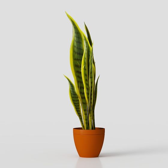Snake Plant in Terracotta Pot 3D model