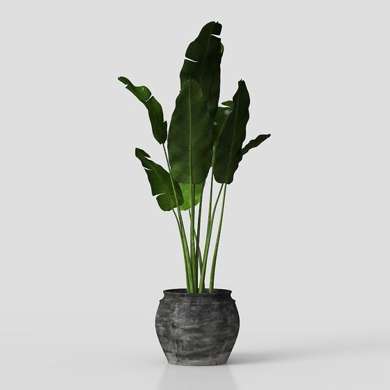 ต้นสเตลลิเซีย