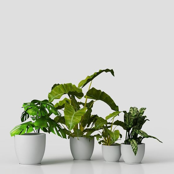 Vibrant Indoor Plants 3D Model Collection