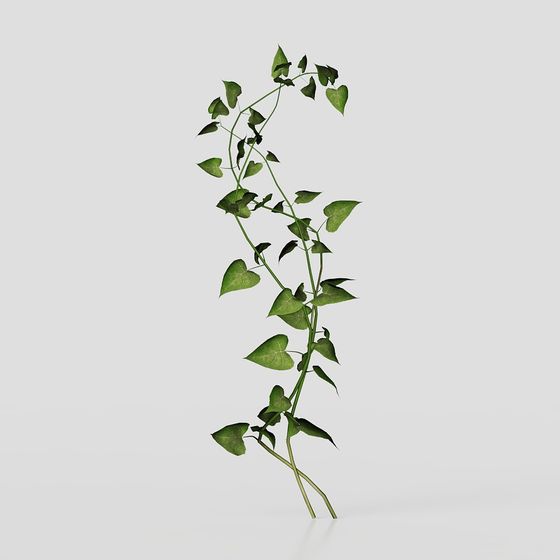 Green leafy climbing plant vine with heart shaped leaves on grey background