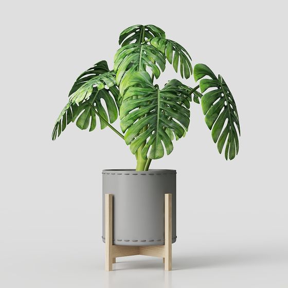 植物+木製ラック+モンステラ