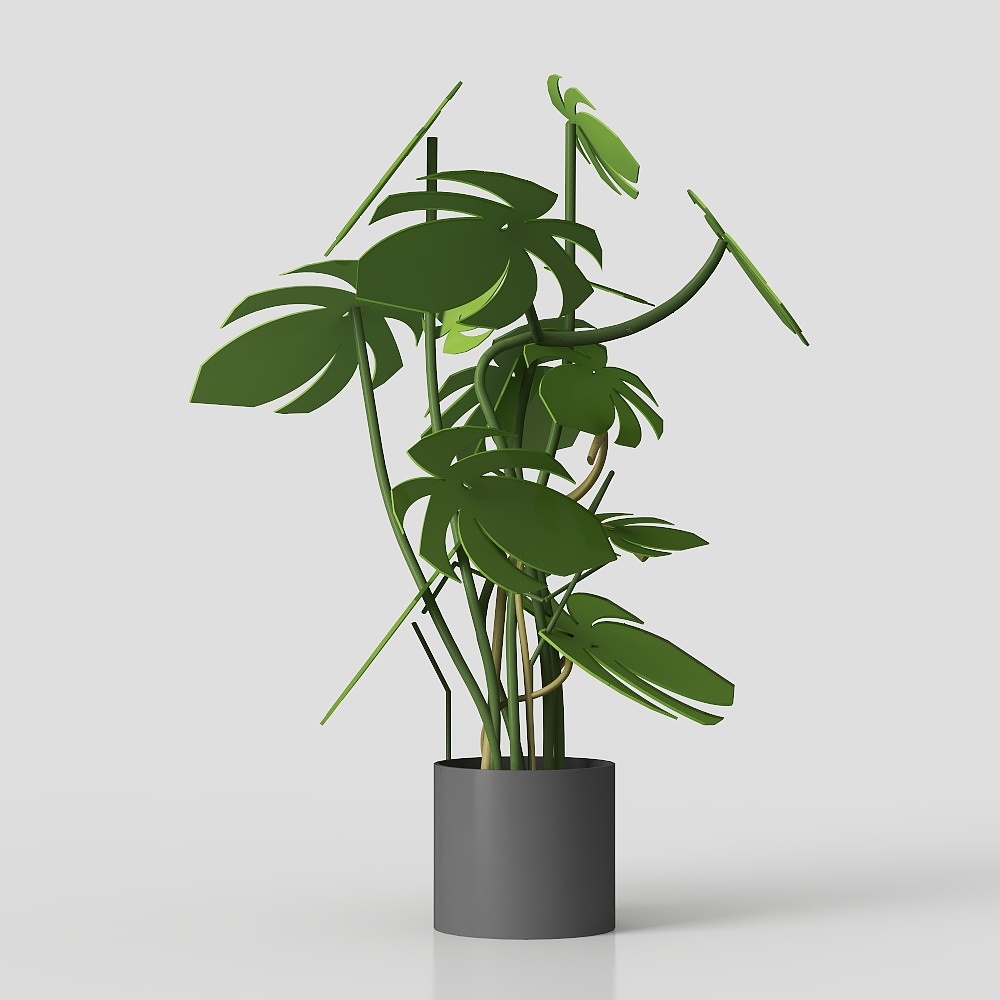 Monstera Plant 3D Model
