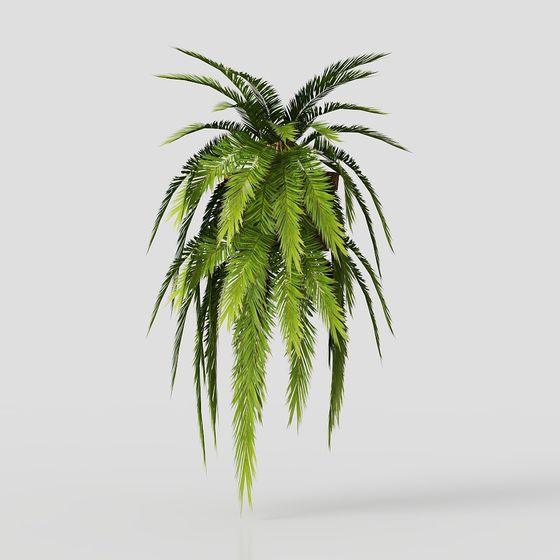 Hanging Palm 3D model