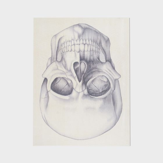 Skull Explorer 3D model for Designers and Developers