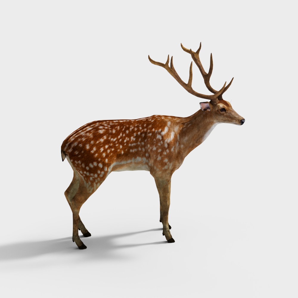 Deer Antler Decoration for Chinese Medicine Shop