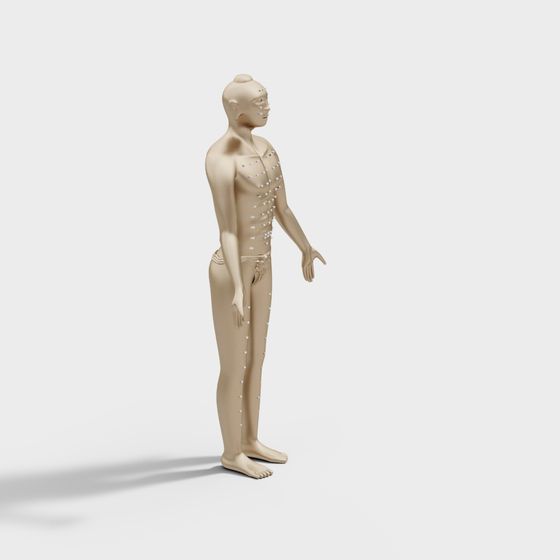 Anatomical Man 3D Model