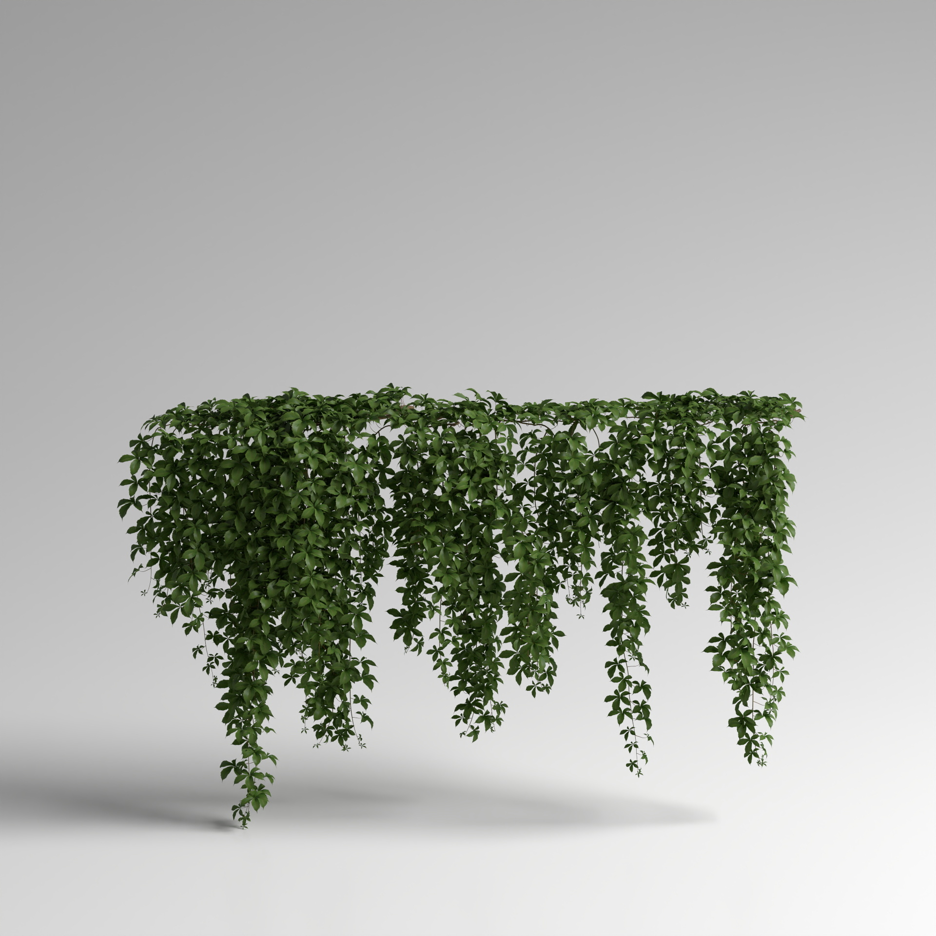 Virginia Creeper