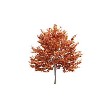 Vibrant Low-Poly Maple Tree 3D Model – Autumn Foliage