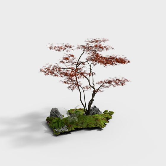 Courtyard Red Maple Tree