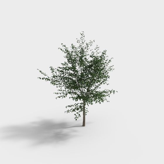 Lively Youth Tree 3D model