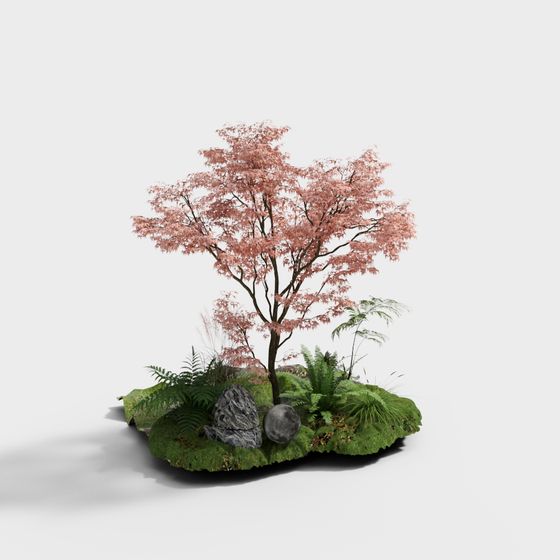 Courtyard Red Maple Tree