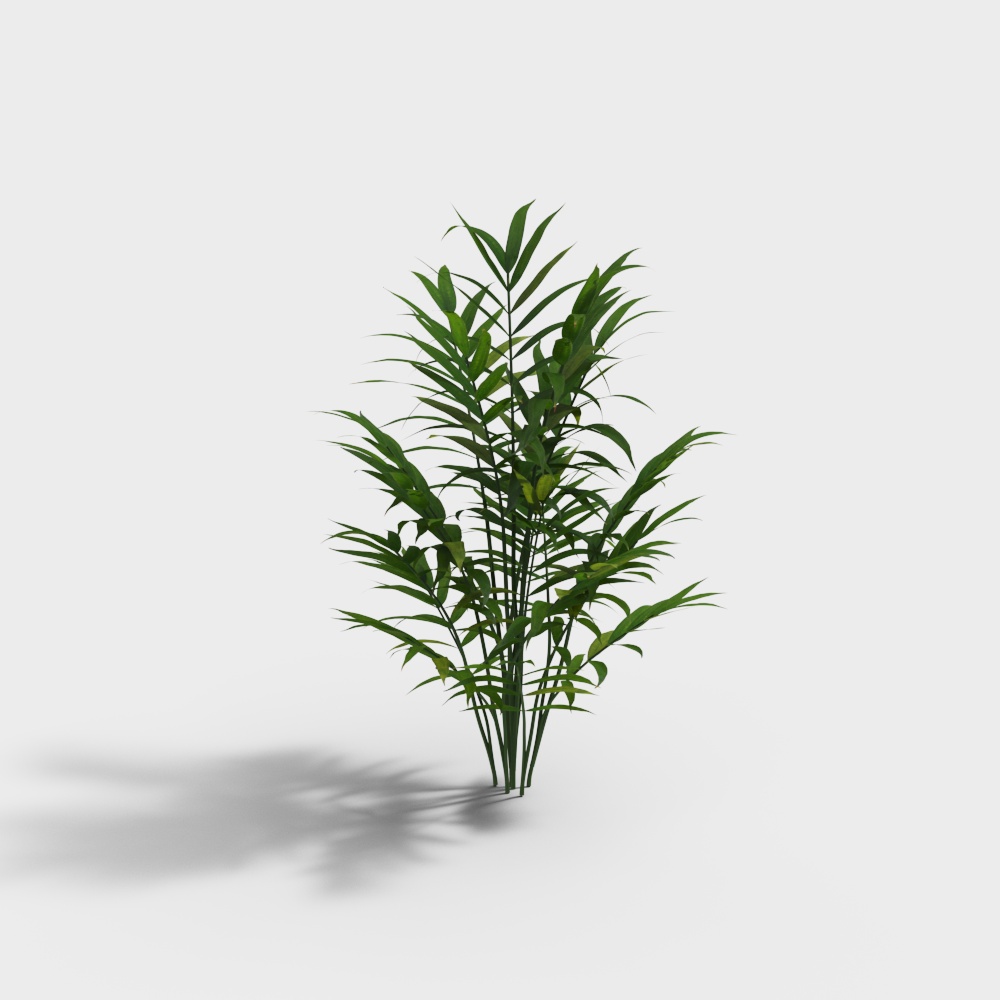 พืชมินิมอลลิสต์