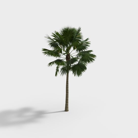 Realistic Palm Tree 3D Model